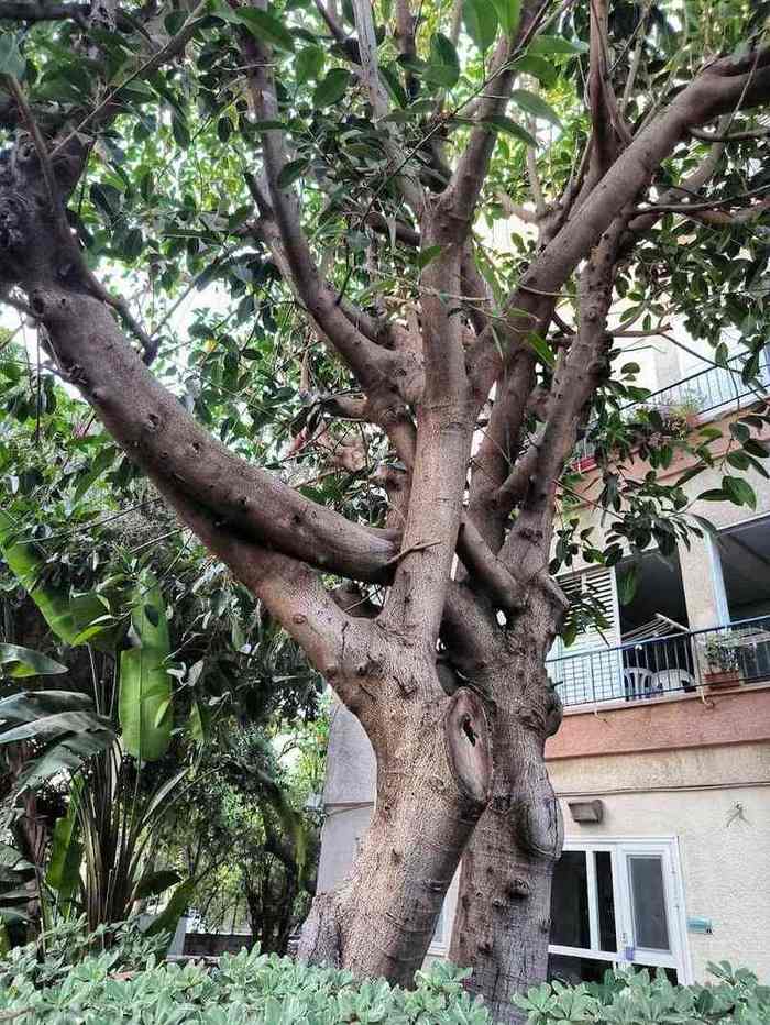 בית הורים גני ברויאר – תל אביב