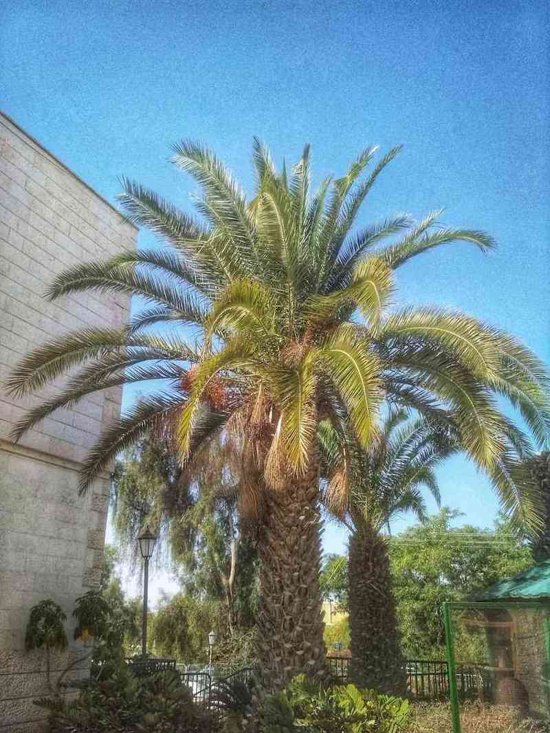 בית יונה – באר שבע